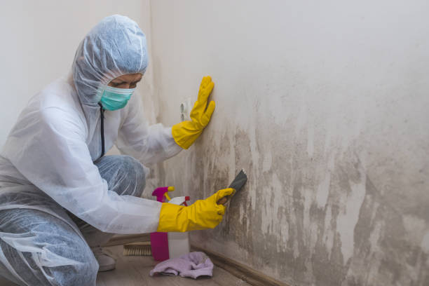 Leo Cedarville, IN Mold Remediation Company