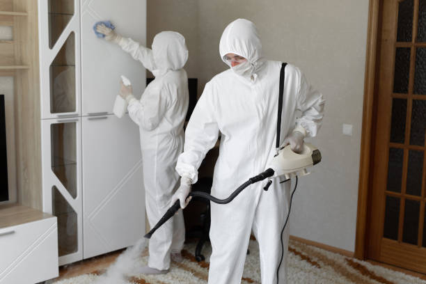 Best Black Mold Remediation in Leo Cedarville, IN